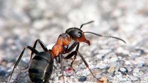 Zakaj mravlje lahko povečajo več teže. Koliko tehta mravljiva in kakšna teža lahko dvigne žuželko